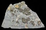 Ammonite Cluster - Somerset, England #63510-1